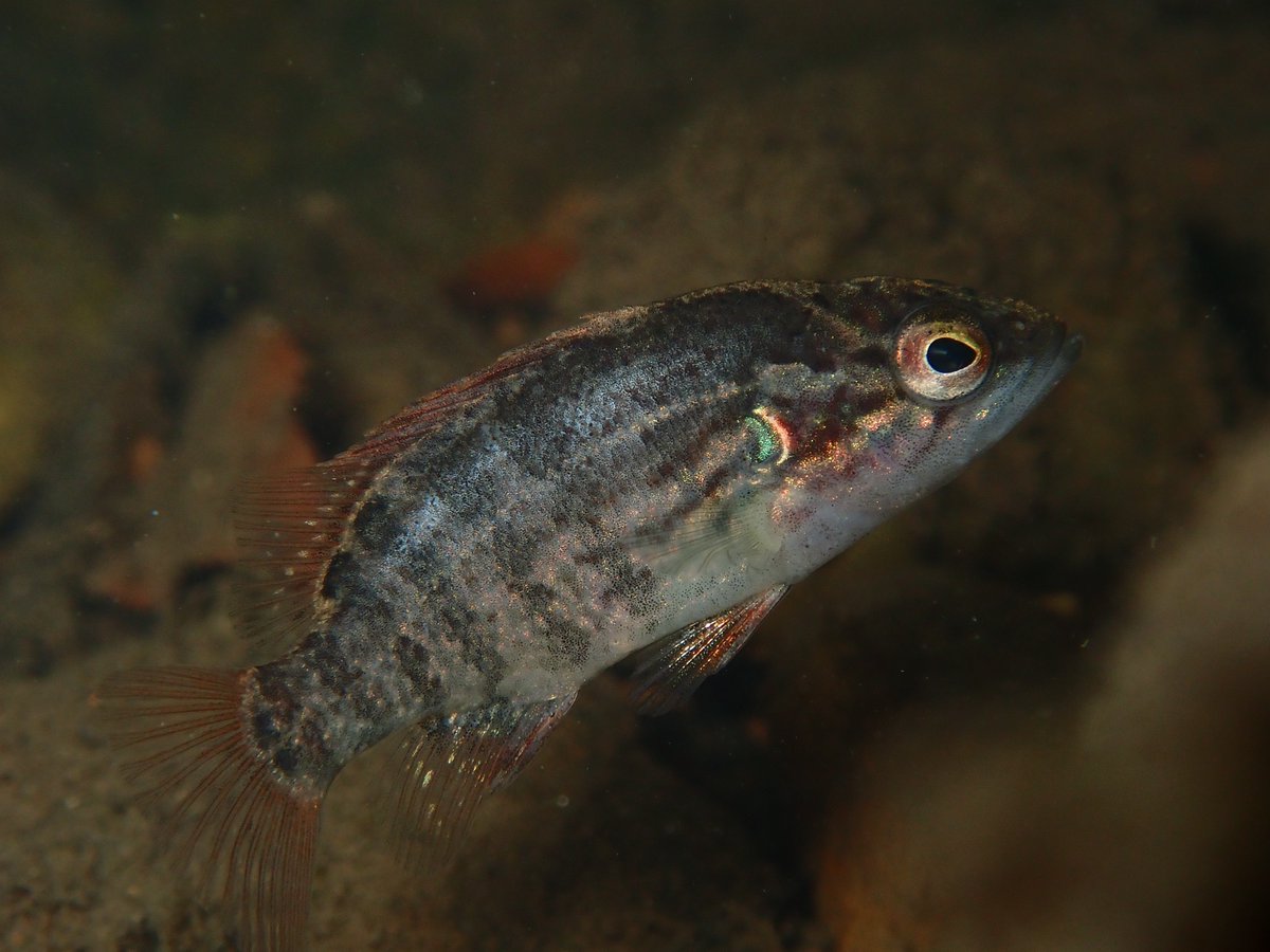 Tapuri_Tarako's tweet photo. オヤニラミ Coreoperca kawamebari（幼魚）
京都府淀川水系　-0.5m https://t.co/2ID6DGLfkp