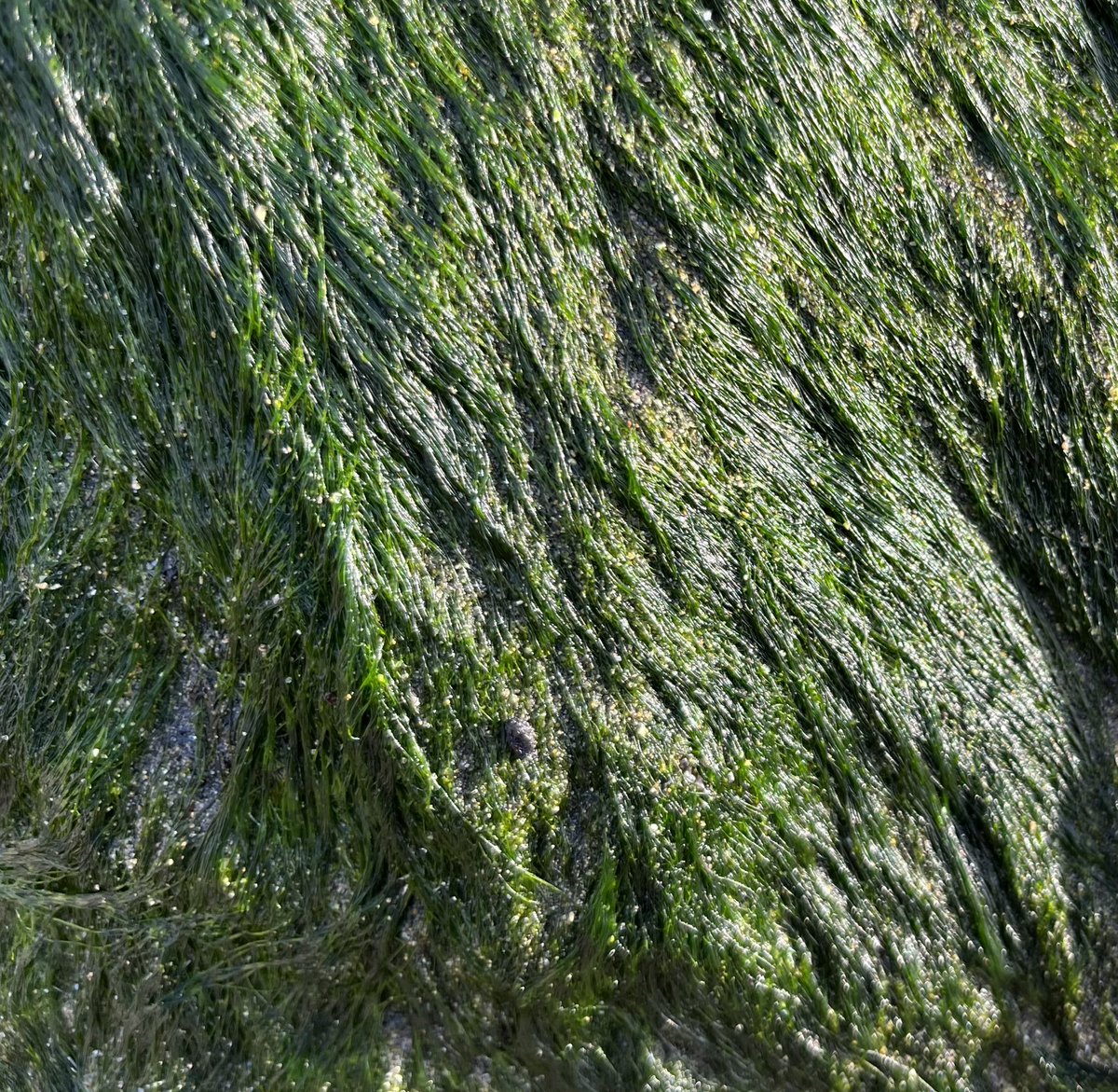 elirgeo's tweet photo. Post marejadas quedan estos #Microbosques en las rocas costeras https://t.co/zyW7ZJ981Z