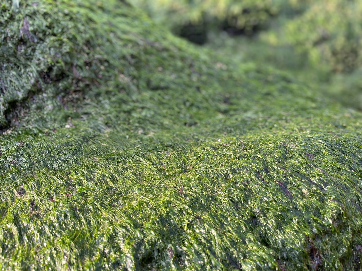 elirgeo's tweet photo. Post marejadas quedan estos #Microbosques en las rocas costeras https://t.co/zyW7ZJ981Z