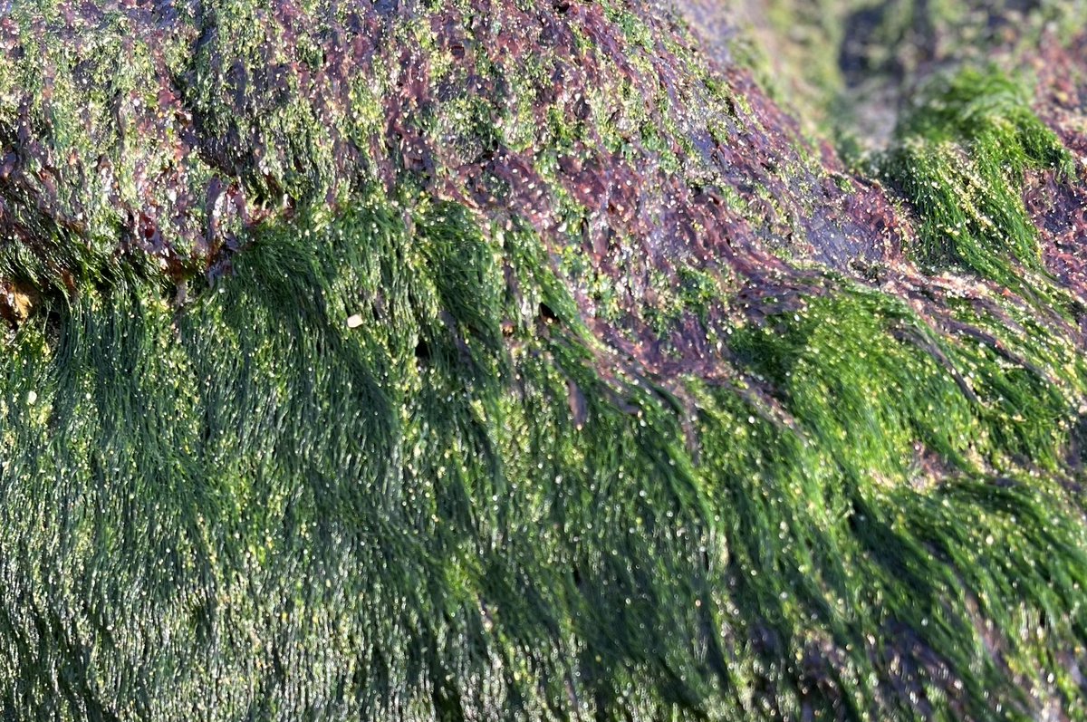 elirgeo's tweet photo. Post marejadas quedan estos #Microbosques en las rocas costeras https://t.co/zyW7ZJ981Z