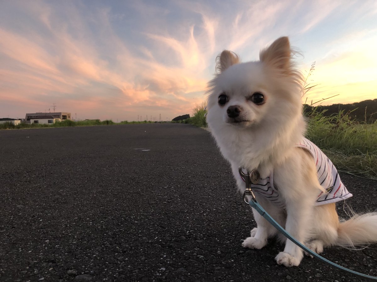 ot744's tweet photo. おはようございます🤗🐶🍀
暑い日が続いています🤣
皆さんどうぞご自愛くださいね🥰
わんこさん達も暑くてお散歩なかなか行けないね💦
道路の熱さと相談してお出かけくださいね🐶😅
それでは今日も笑顔で🥰🐶☀️ https://t.co/wS9sbUZtCG