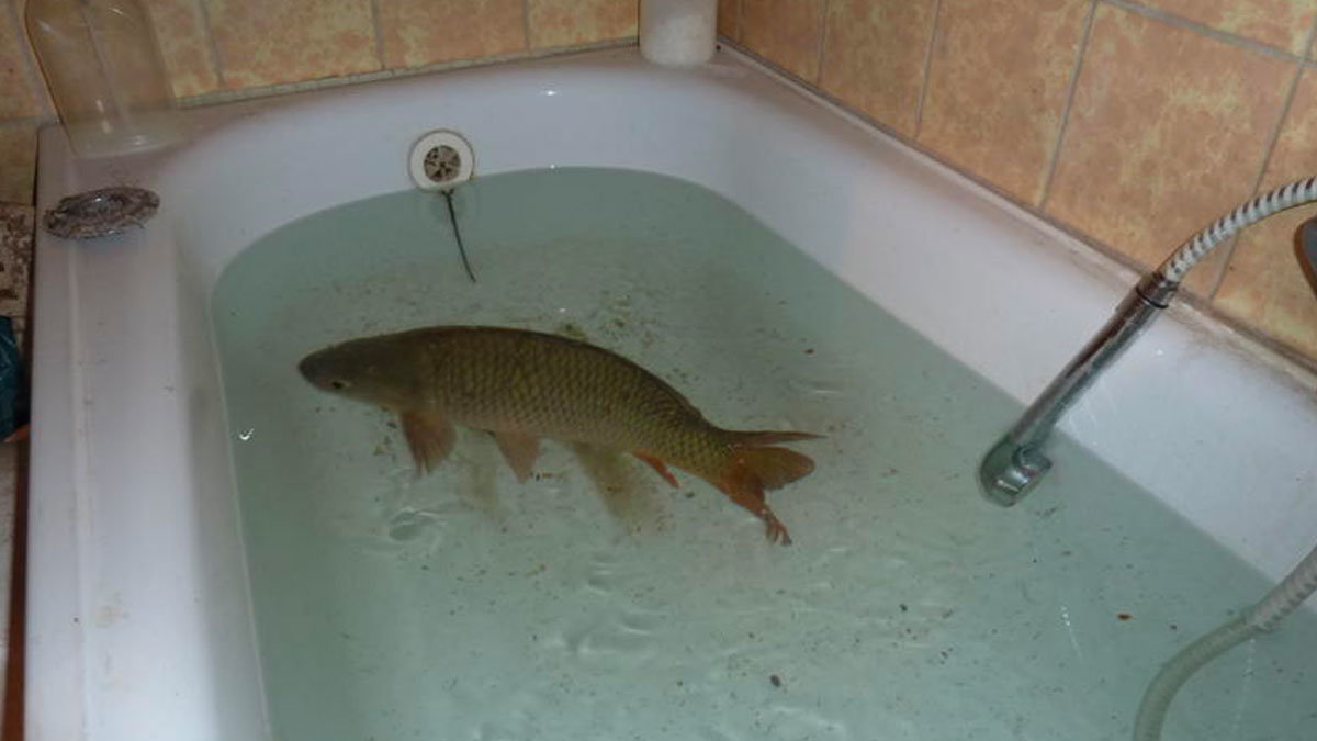 FileLost4's tweet photo. LE FISHE AWARENESS MONTH STARTS TOMORROW, GET READY TO CELEBRATE OUR FAVORITE BATHTUB TROUT!!! https://t.co/uZHwe10DeB