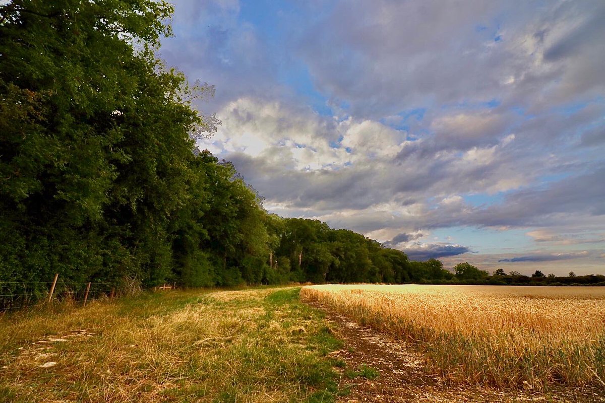 editbadger's tweet photo. An evening walk from Houghton Conquest taking in the Kings Wood, views from Greensand Ridge, Houghton House and sunset over the fields #HoughtonConquest #KingsWood #GreensandRidge #Vista #LandscapePhotography #HoughtonHouse #DerelictHouse #Sunset #Crops #ReadyForHarvest https://t.co/21dV1kemC6