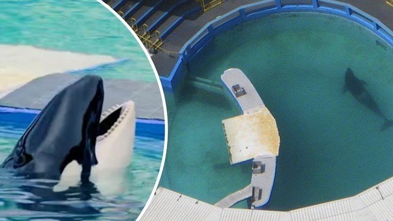 FreeCaptiveOrca's tweet photo. Please Tweet 4 Toki
@MayorDaniella @RaquelRegalado
Please can we have an update on Toki. Is she receiving any enrichment, ocean sounds?, does she have shade now. What is the plan for her health. Thank you for your advocacy.
#freelolita #TokiArmy https://t.co/w7mL0Rlx7V