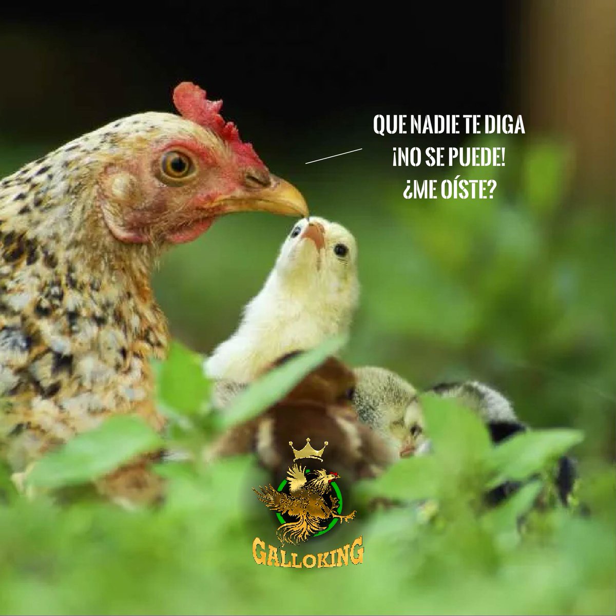 Vive como un gallo, saca pecho, alza la mirada, camina con elegancia... ¡Que nada ni nadie te detenga! Que tengas un lindo domingo.

🐓 #GalloKingCoin #GalloTraining #GalloLinaaje #GalloFight #GalloFight #Gamefowl
