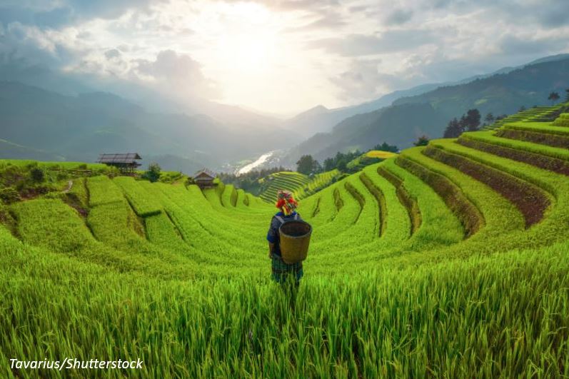 WBG_AgriFood's tweet photo. Repurposing 15% of current agriculture support could contribute to:
- 40% reduction of agriculture GHG emissions 
- 1.6% increase of world real income 
- 100 million hectares reduction of agricultural land use footprint

Read our new blog with @IFPRI: https://t.co/xoGLvbm7pk https://t.co/AlABSkowCt
