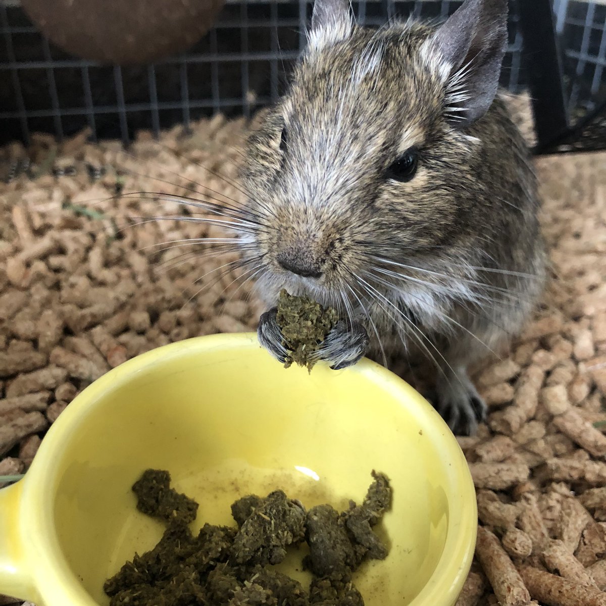 chako_degu's tweet photo. 前回の奥歯切りから約半年経過。
今朝はペレットを食べられませんでした→急遽お団子食へ変更。
だいたい半年に一度のペースで奥歯の歯切りが必要になる感じなのかな。今日は処置のため朝から病院です。 https://t.co/HaeofBzGMZ
