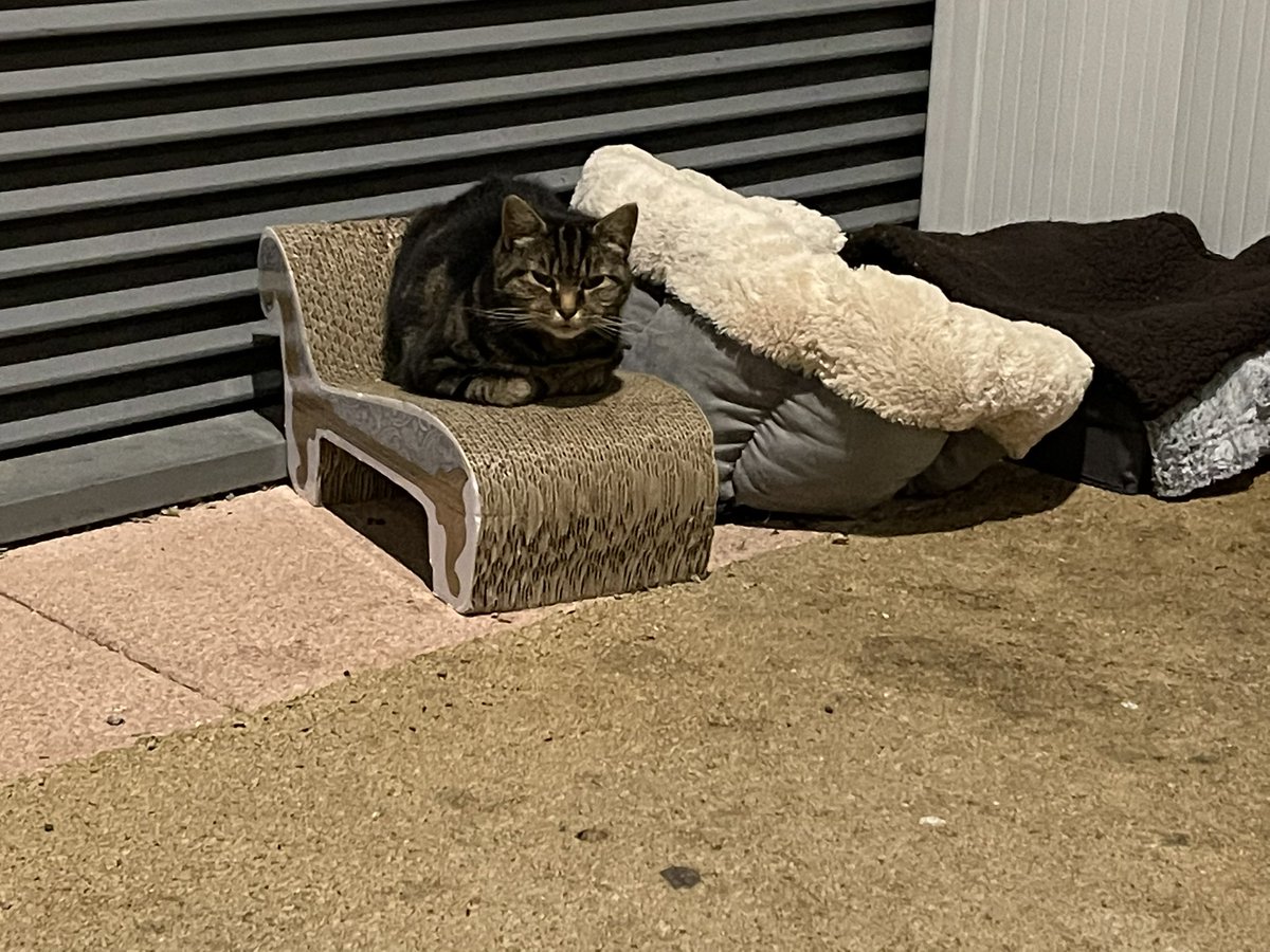 _Moonbeam_Sky's tweet photo. Archie Update:
He’s still here and he’s looking after his wee pal #SaveArchie #Hedgehog #AlderHeyCat https://t.co/lALZYdSIgk