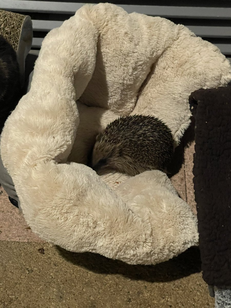 _Moonbeam_Sky's tweet photo. Archie Update:
He’s still here and he’s looking after his wee pal #SaveArchie #Hedgehog #AlderHeyCat https://t.co/lALZYdSIgk