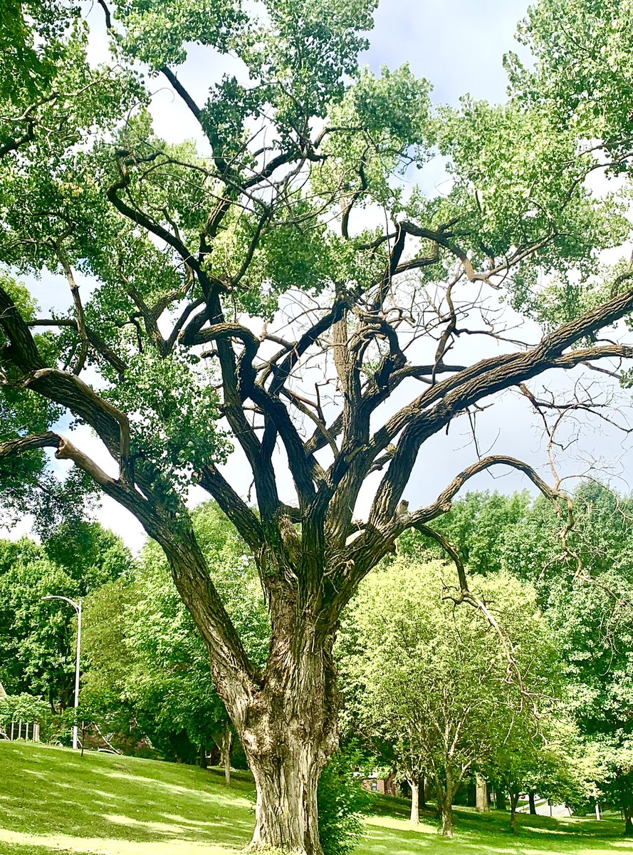 FlaxbeardMark's tweet photo. #ThingsAreLookingUpOmaha! 26th Edition. Trees, Trees, Trees. Morning walk in midtown. Nebraska is home to J. Sterling Morton founder of Arbor Day. #Omaha #GoOmaha #Trees @elonmusk @KatTimpf @BretBaier @Jean_Stothert @jaflax @Joe_Flax @flaxbeer @arborday https://t.co/xJyjhyDQNd