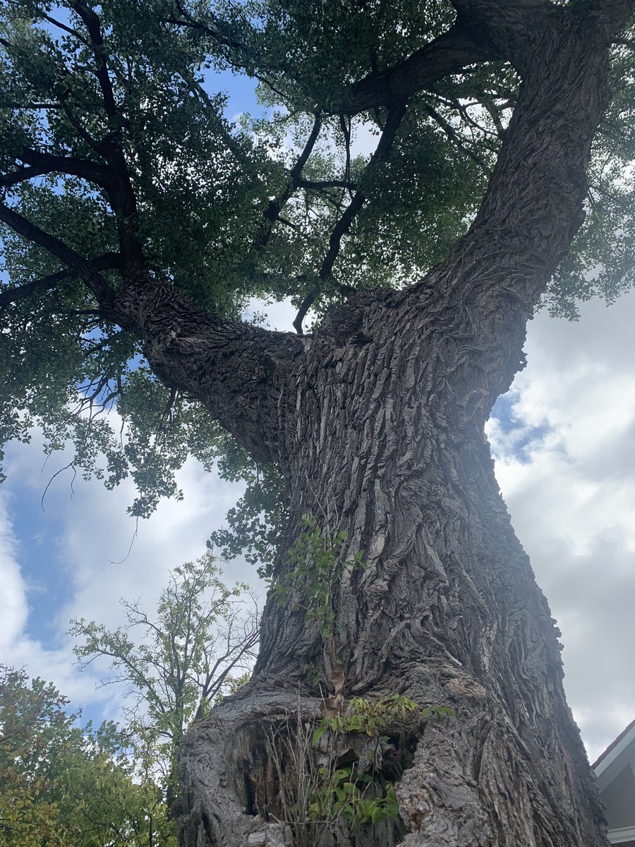 FlaxbeardMark's tweet photo. #ThingsAreLookingUpOmaha! 26th Edition. Trees, Trees, Trees. Morning walk in midtown. Nebraska is home to J. Sterling Morton founder of Arbor Day. #Omaha #GoOmaha #Trees @elonmusk @KatTimpf @BretBaier @Jean_Stothert @jaflax @Joe_Flax @flaxbeer @arborday https://t.co/xJyjhyDQNd