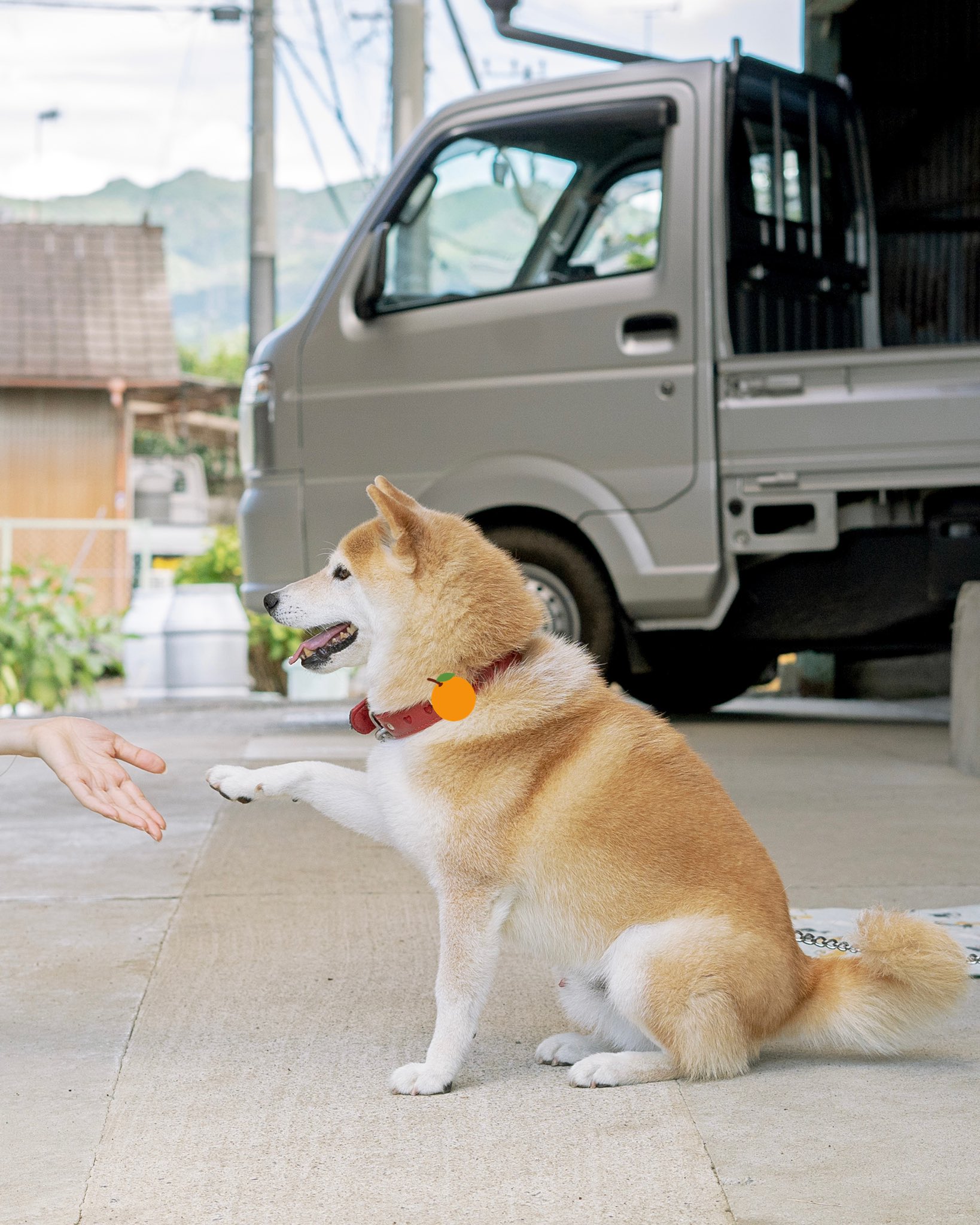 See Inu 10kg S Tweet Twitter