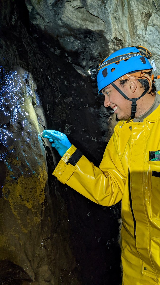 TongassGenomics's tweet photo. From Expedition Day 40: Antonio (an undergraduate student from @NMT_EES) sampling a variant of moonmilk in the @TongassNF. #caves #cavescience #tongass #fieldwork https://t.co/uxQMtjDoeS