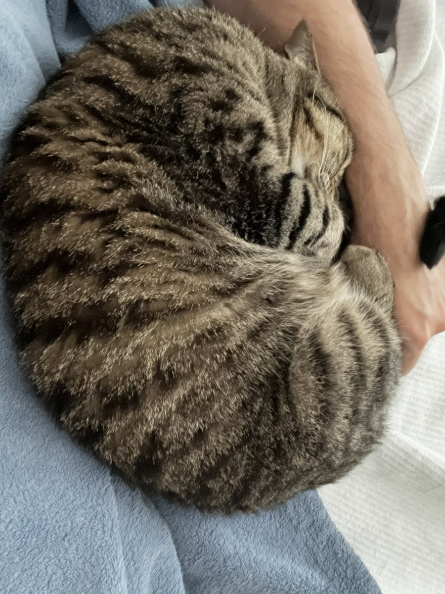 JankyMankey's tweet photo. My sweet princess has instructed me to not move so I shall remain in bed and read a book for the evening. https://t.co/a4qMiRh64C