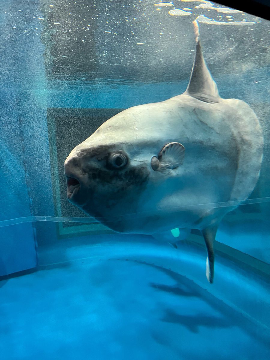 135マンボウ
(ご提供写真) https://t.co/uVr3UgKNCc