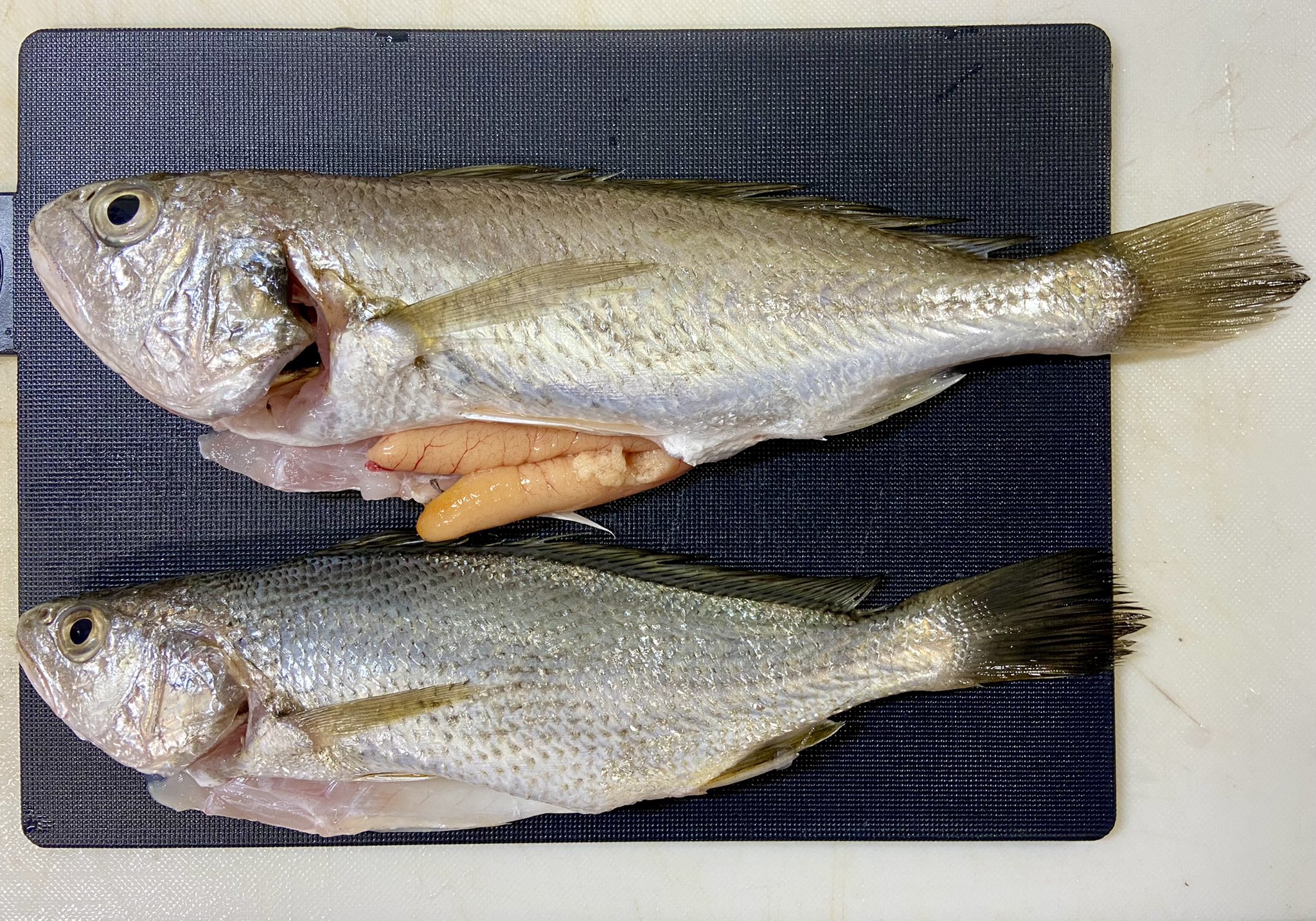 ゆっちゃんの釣り ちゃん 宮城の旬な魚定食 イシモチの塩焼き アイナメの松笠揚げ アイナメの刺身とたたき ヒラメの刺身 マゴチの刺身 タチウオ食べたかったぁ𐤔𐤔𐤔 T Co 19wdzournw Twitter ゆっちゃんの釣り ちゃん 宮城の旬な魚定食 イシモチの塩焼き アイナメの松笠揚げ アイナメの刺身とたたき ヒラメの刺身 マゴチの刺身 タチウオ食べたかったぁ𐤔𐤔𐤔 T Co 19wdzournw Twitter