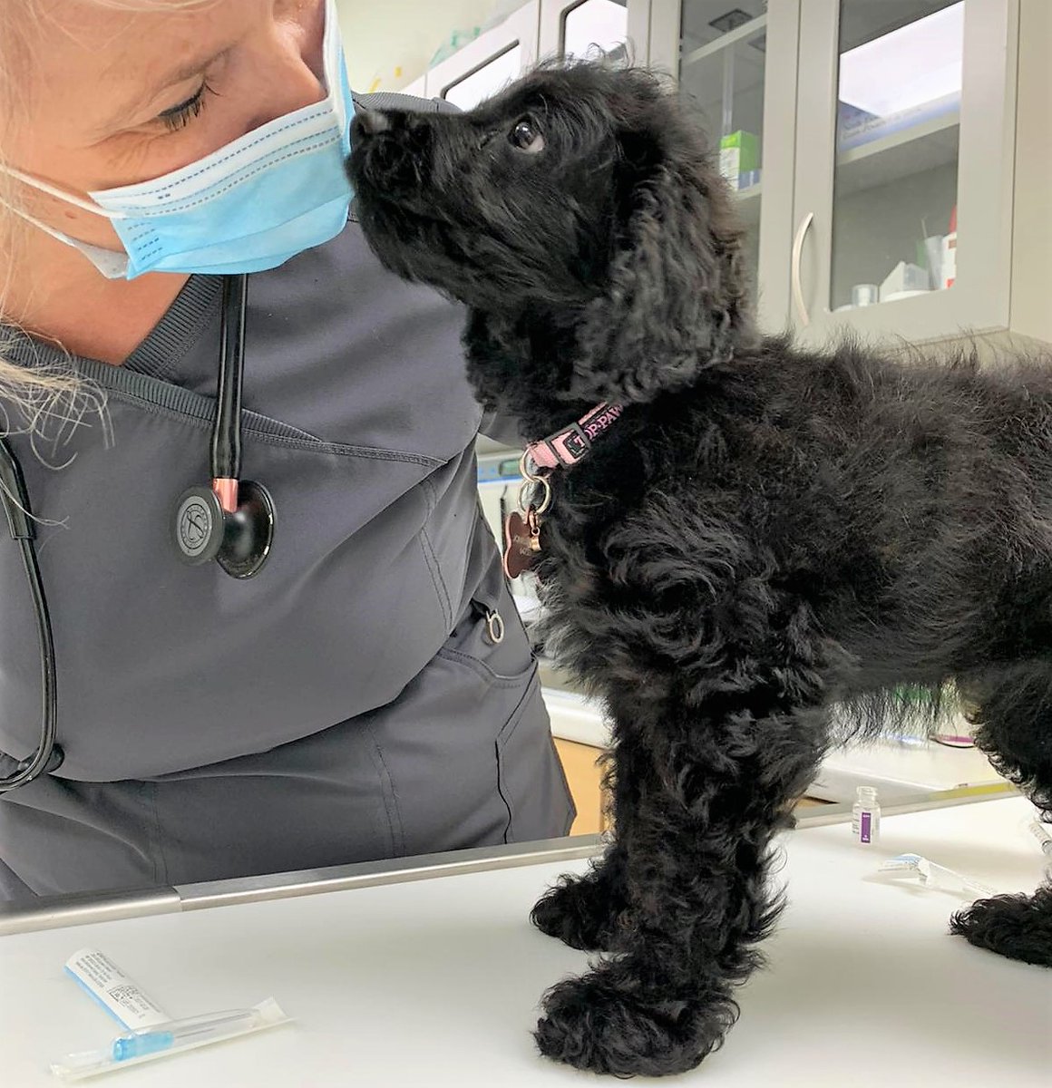 DrEllenKinzl's tweet photo. Luna Sky: Perfect puppy, perfectly named. (We love Luna Sky.)
.
.
#torontopuppies #puppies #perfectpets #toronto #canarydistrict #veterinarian https://t.co/o8ipyrMqjU