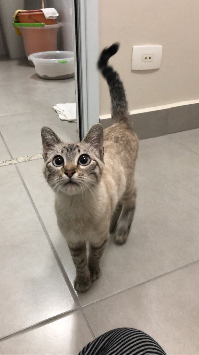 sofiatakayama's tweet photo. gente meu irmão resgatou essa gatinha hoje e estamos procurando um novo lar pra ela. ela é a gata mais mansinha que eu já vi, super carinhosa e não tem nem um pouco de medo da gente. quem puder ficar com ela por favor me manda mensagem, quem não puder compartilha pra ajudar :) https://t.co/zX1JTWXJ8j