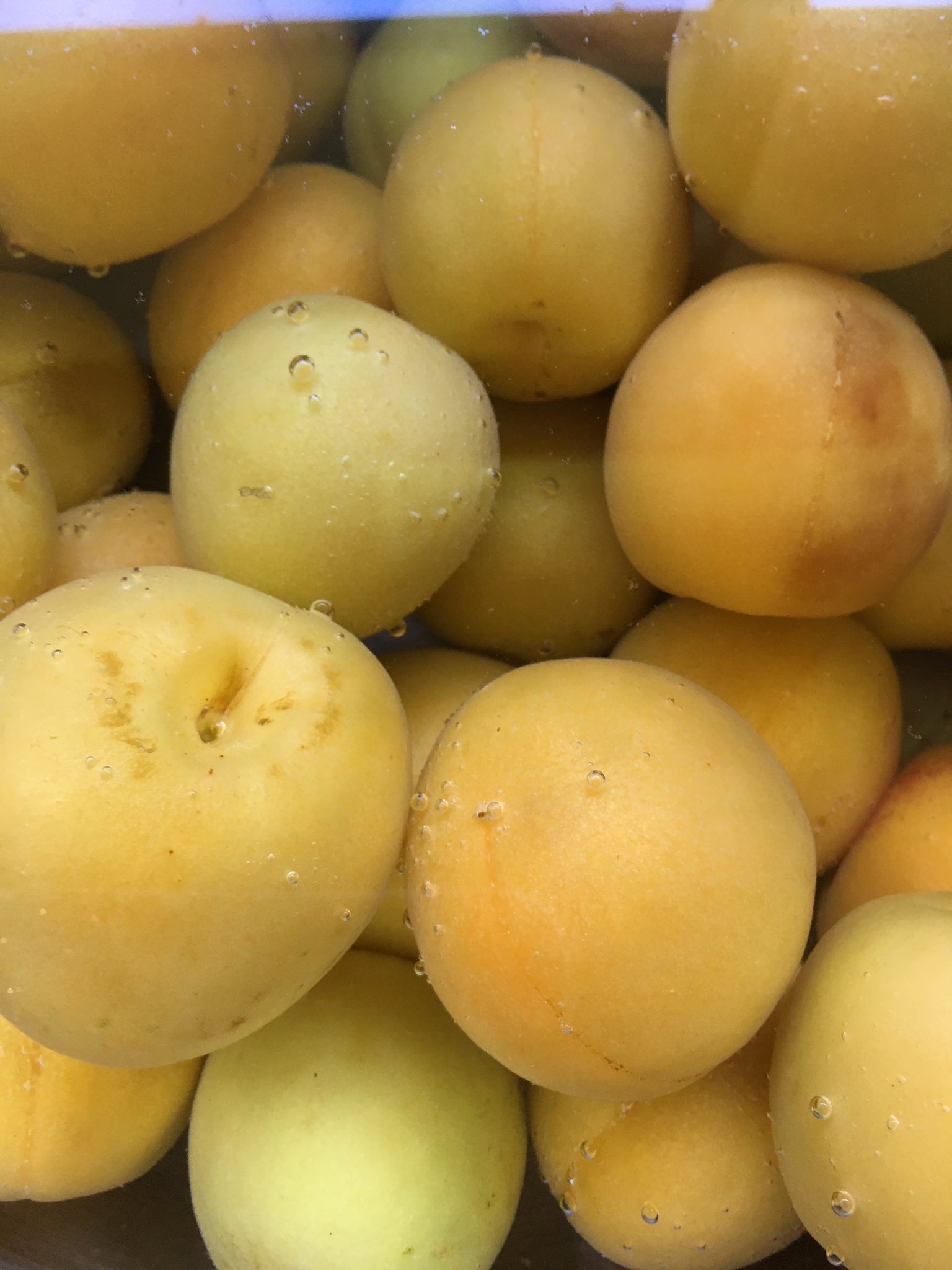 Hana 梅干し漬け 今年で2年目の梅干し作り うっかり忘れてて 北の海老蔵さんから梅を仕入れて アク抜き中 ちょっと熟してるから心配 でも 何とかなるさぁ笑 T Co Rnx7wl7maa Twitter Hana 梅干し漬け 今年で2年目の梅干し作り うっかり忘れてて 北の海老蔵さんから梅を仕入れて アク抜き中 ちょっと熟してるから心配 でも 何とかなるさぁ笑 T Co Rnx7wl7maa Twitter