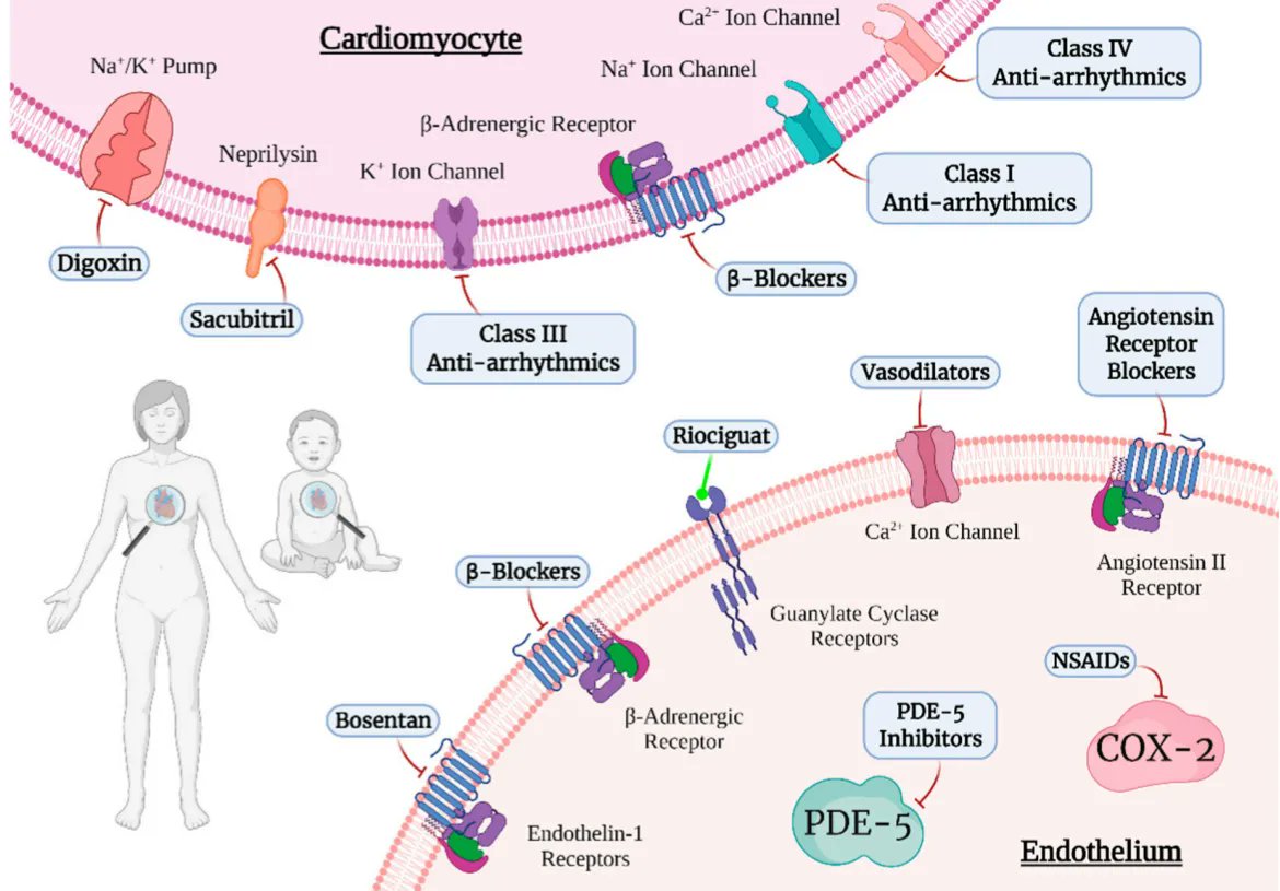 Innov_Medicine's tweet photo. Drugs for #cardiac diseases with molecular targets in cardiomyocytes or endothelial cells.
https://t.co/IEIC590JOZ
#cardotwitter #cardology #meded #MedTwitter #foamd https://t.co/6aoD0gXFCg