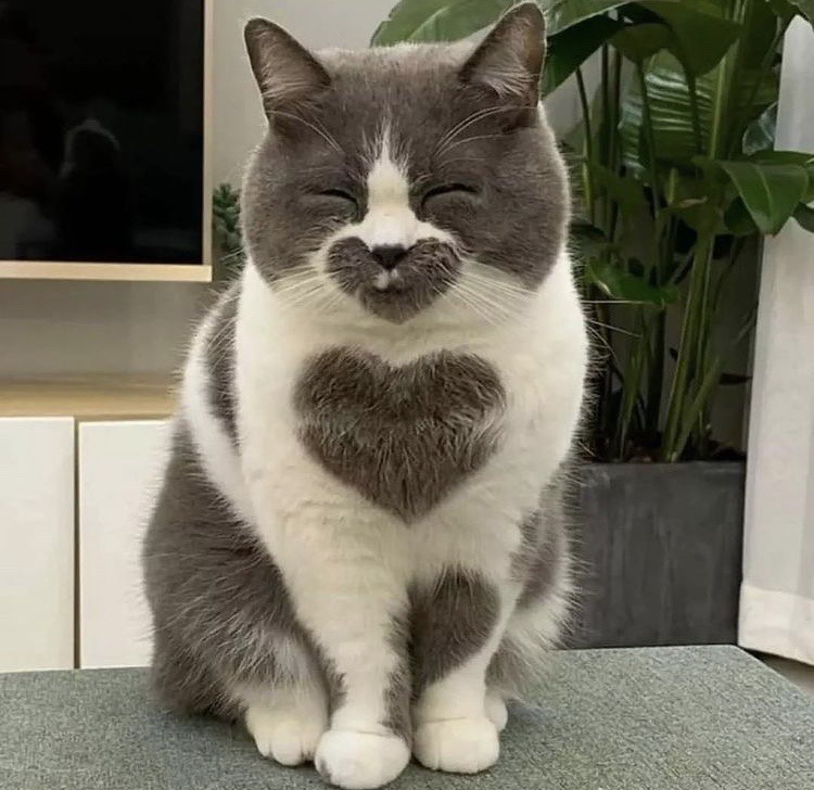 heart cat !!