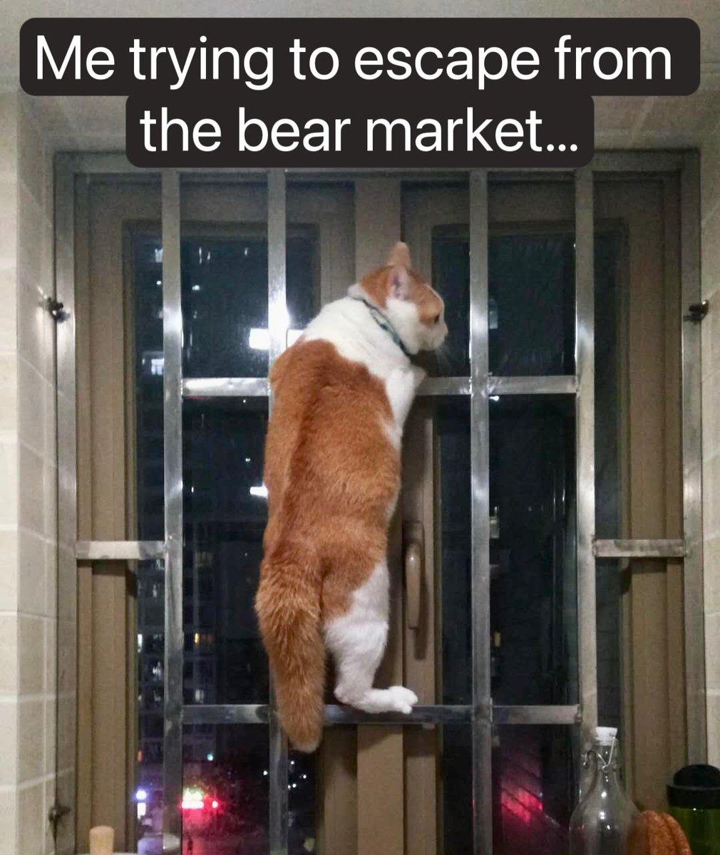 🐱💨#bearmarket