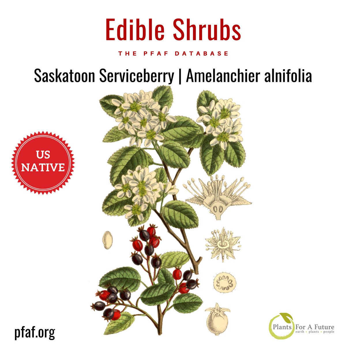 Saskatoon Serviceberry | Amelanchier alnifolia. The fruit has a lovely sweet, nutty flavour and is rich in iron and copper. Make a tea from the leaves. Use for erosion control and as a windbreak. pfaf.org/user/plant.asp…