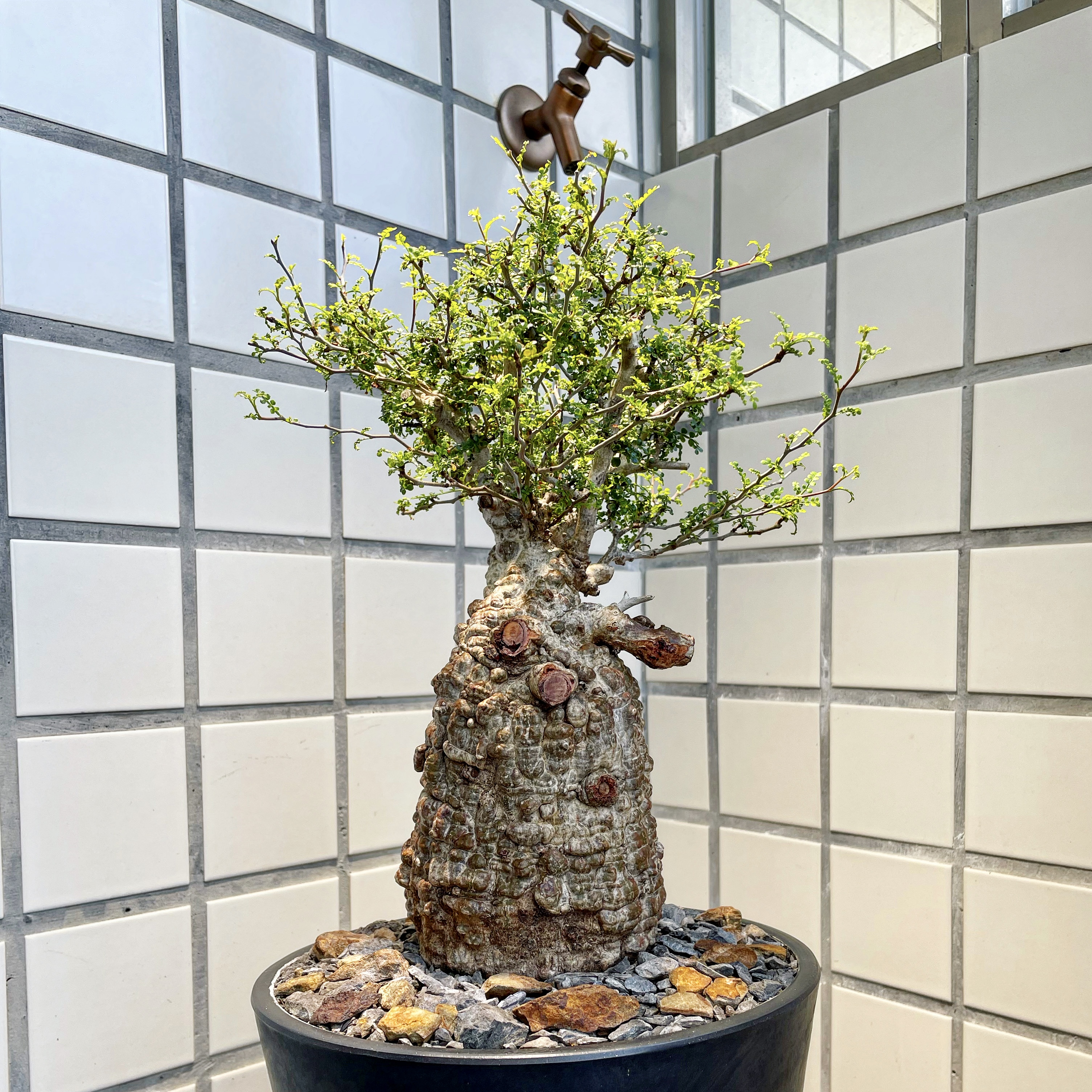 象足漆樹 Twitter Search Twitter