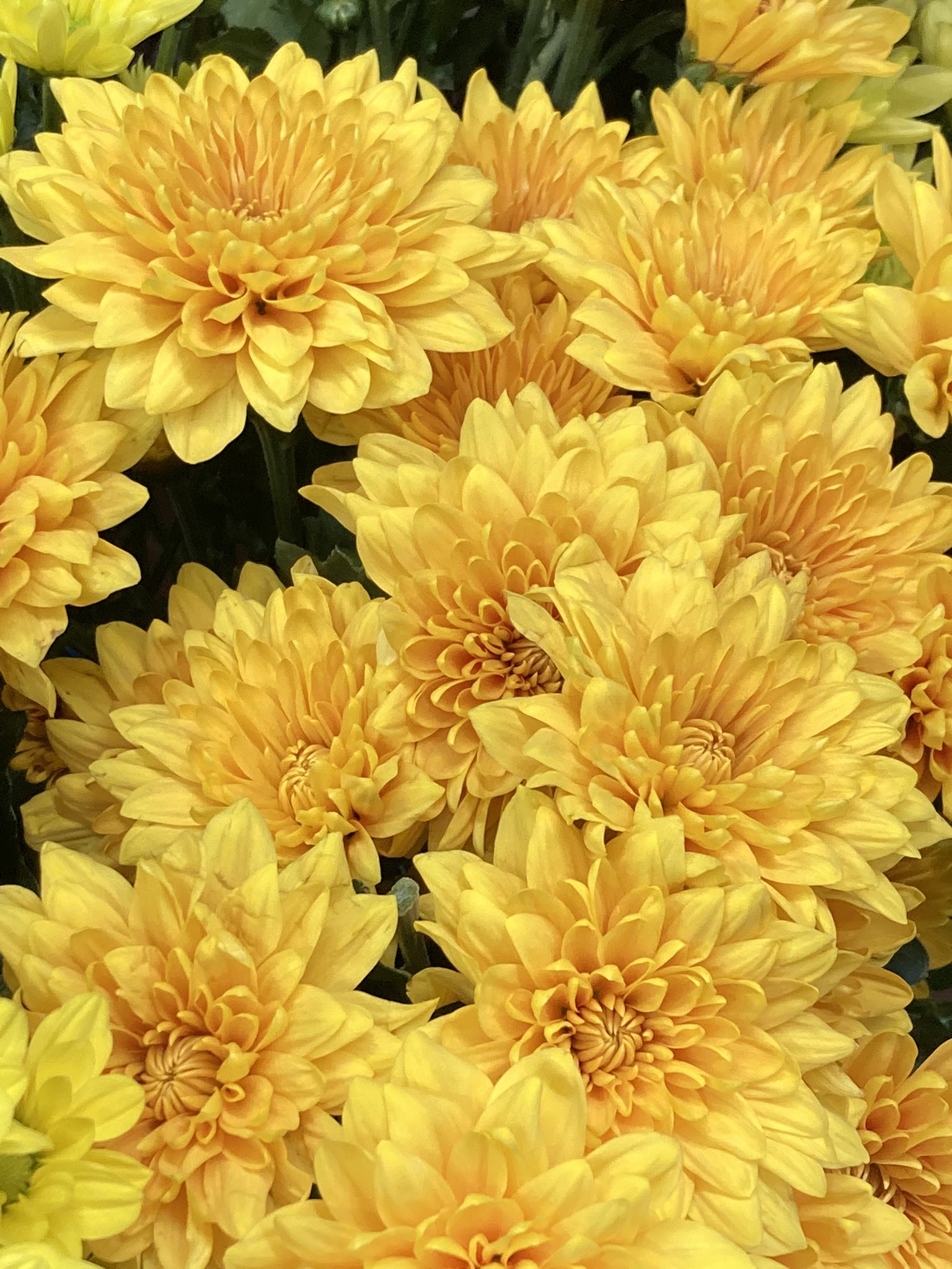 山口市の花屋 好花園 こうかえん Koukaen87 Twitter