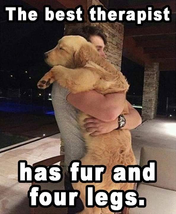 Happy Dog tweet media