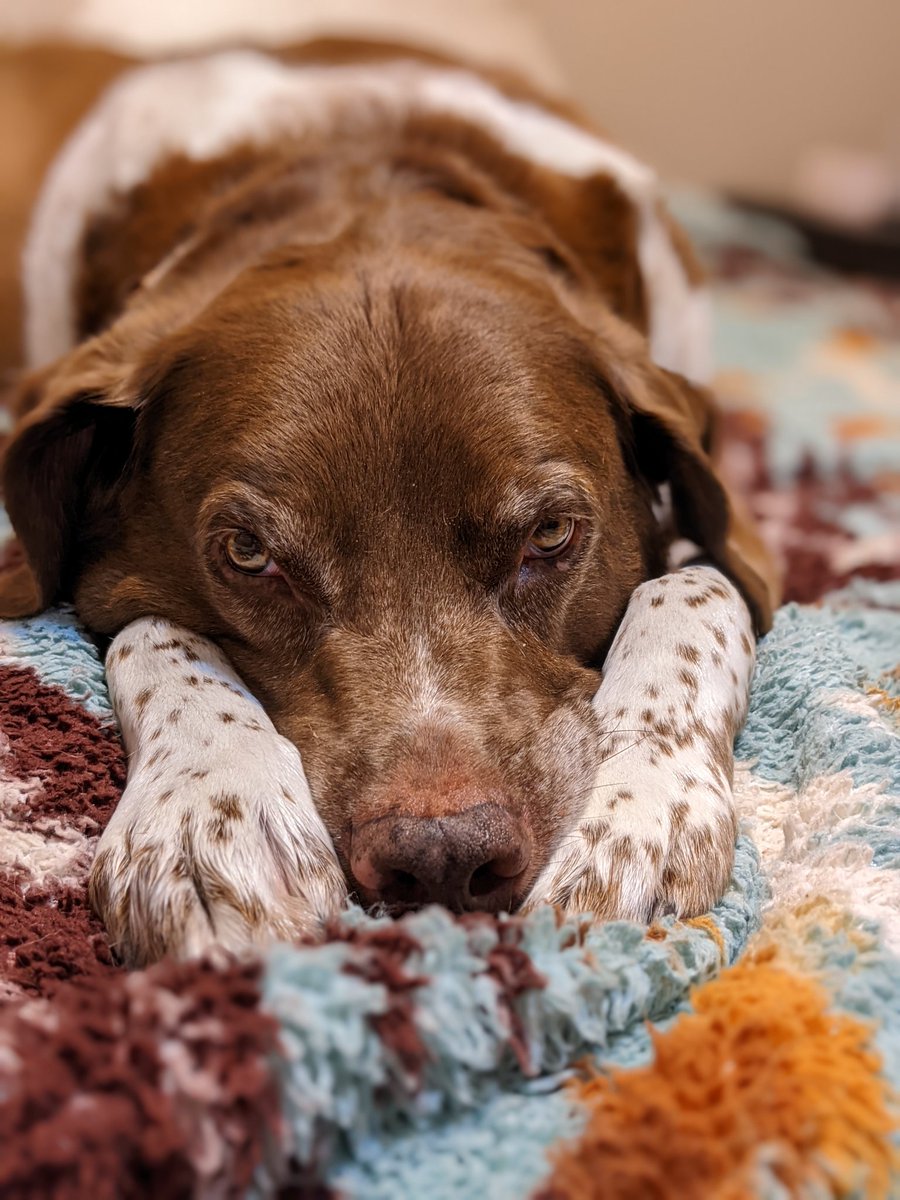KaraDylanO's tweet photo. 🥺 #dogsoftwitter https://t.co/LZ4eOS1zD6