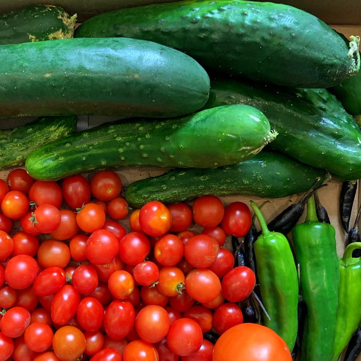 operationecopen's tweet photo. Pleased to put together 23 lbs  zukes &amp; cukes🥒, kale 🥦, chilis🌶️, tomatoes 🍅, &amp; beets 💜for  @FTNDurham this month
 
Thx to @takingitglobal, Gov of Canada, &amp; Canada Service Corps for supporting our efforts to fight hunger! https://t.co/wQnX3X2YR0 #RisingYouth #leaderstoday https://t.co/iyS6l0CEZQ