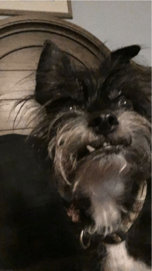 acid_rvin's tweet photo. @JackManifoldTV @Nihachu You need a dog? I can bark... https://t.co/Ms0lJmg8Ze