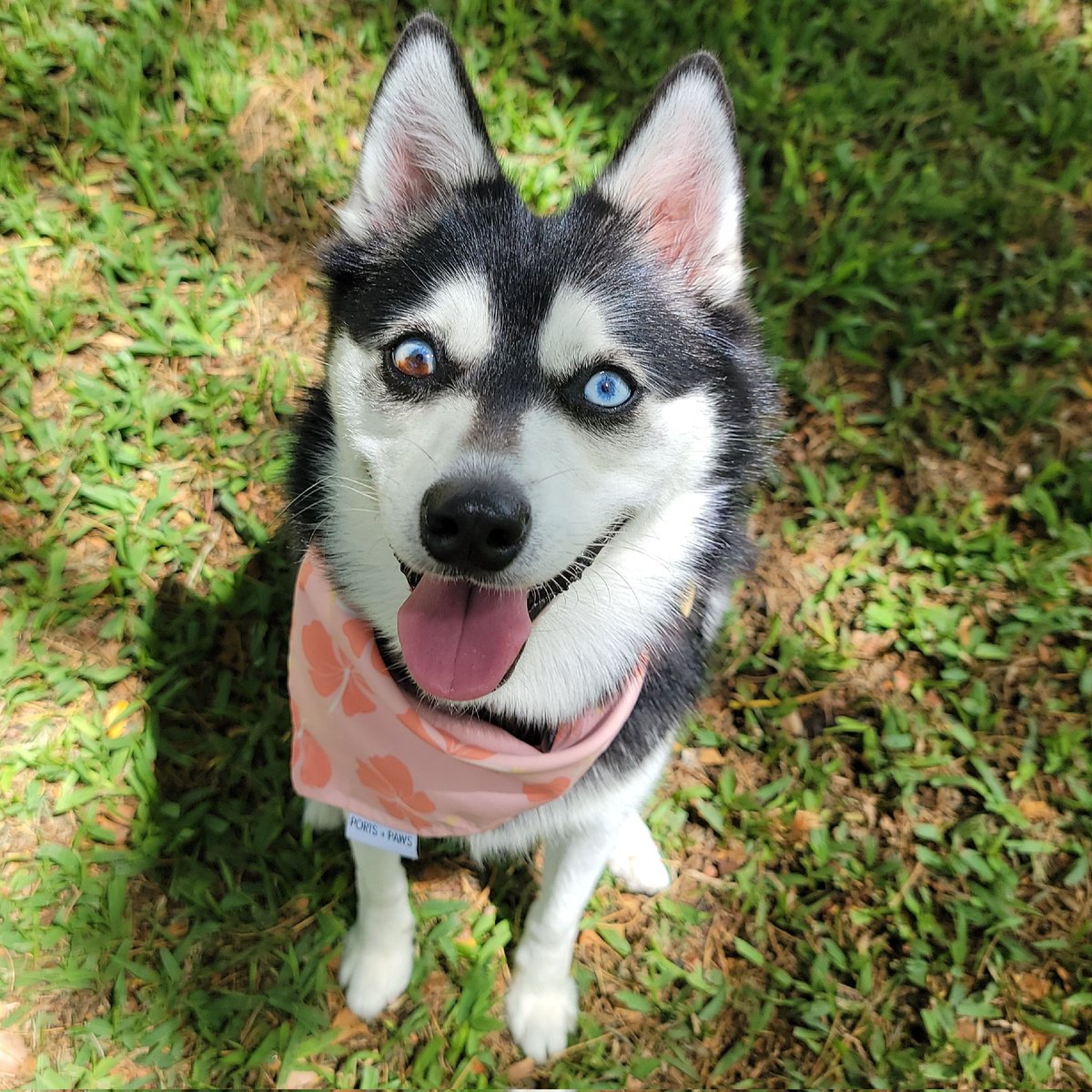 Silverclaim's tweet photo. Adding some cuteness in your feed. uwu https://t.co/rxpl21NTE0