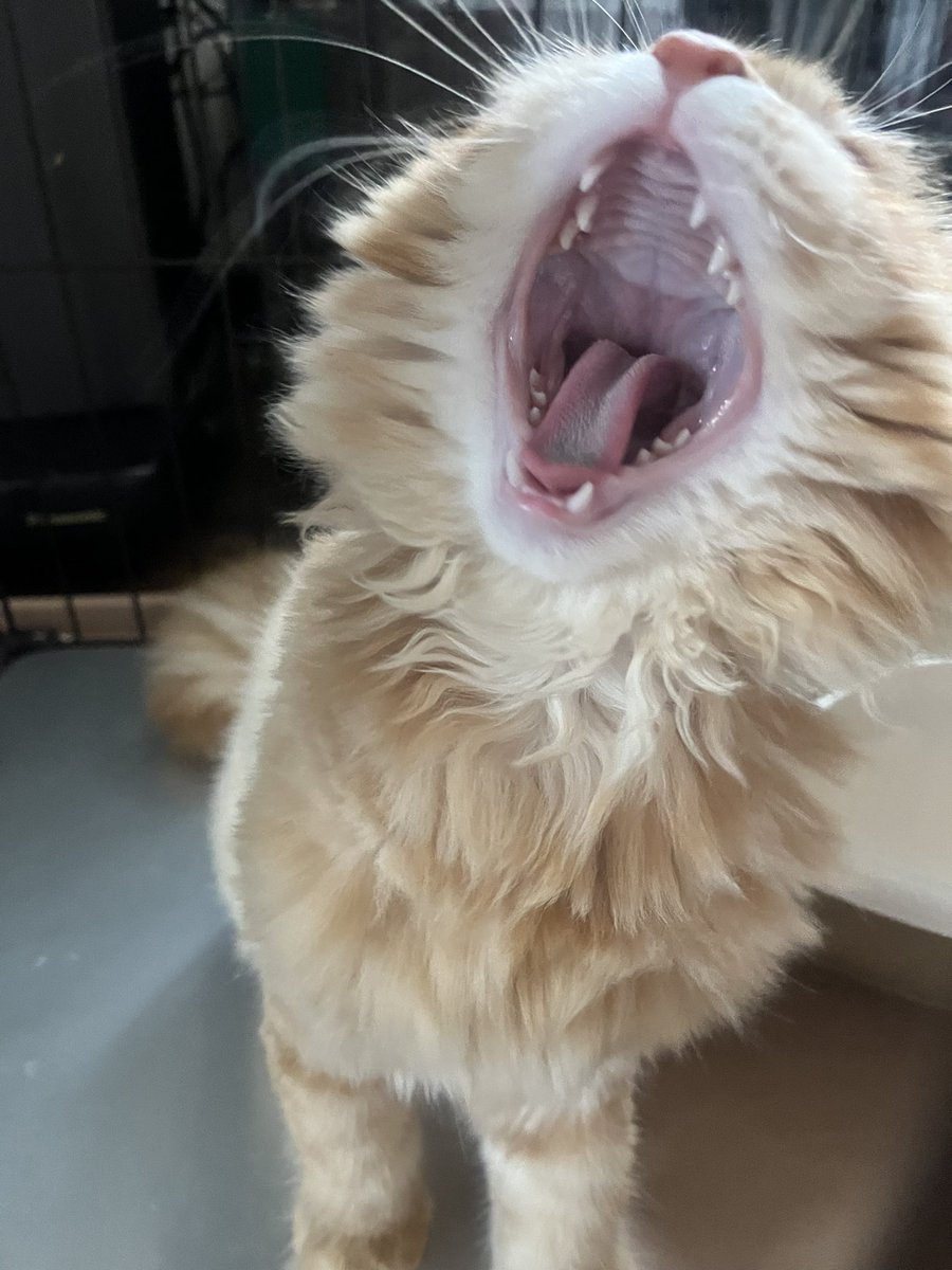 子猫のあくび姿で大喜利始まる 夏がきたぁぁ おたくま経済新聞