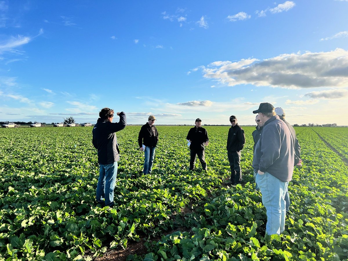 The AGRIvison team inspecting our Liberty Truflex canola trial. By independently trialling this technology we can assure the best #Advice for our clients.

#wimmera #mallee #agriculture #agronomy #canola #trials #independent #supportyourlocal