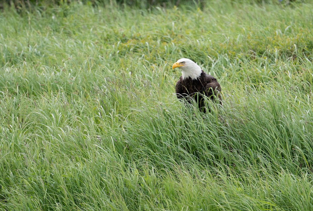 Today's Bald Eagle tweet media
