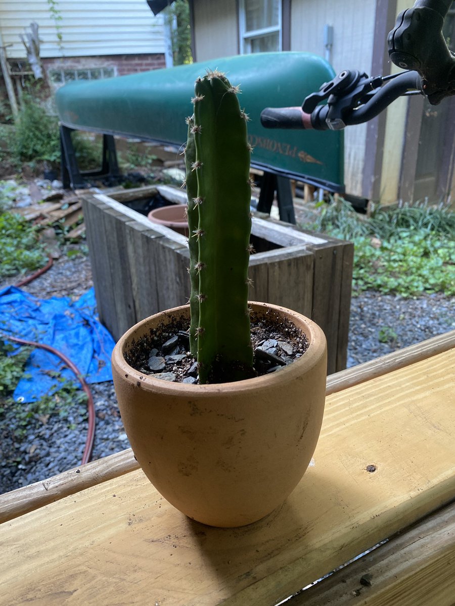 gokeyatl's tweet photo. i rescued a cactus https://t.co/Nn1Actq1KH