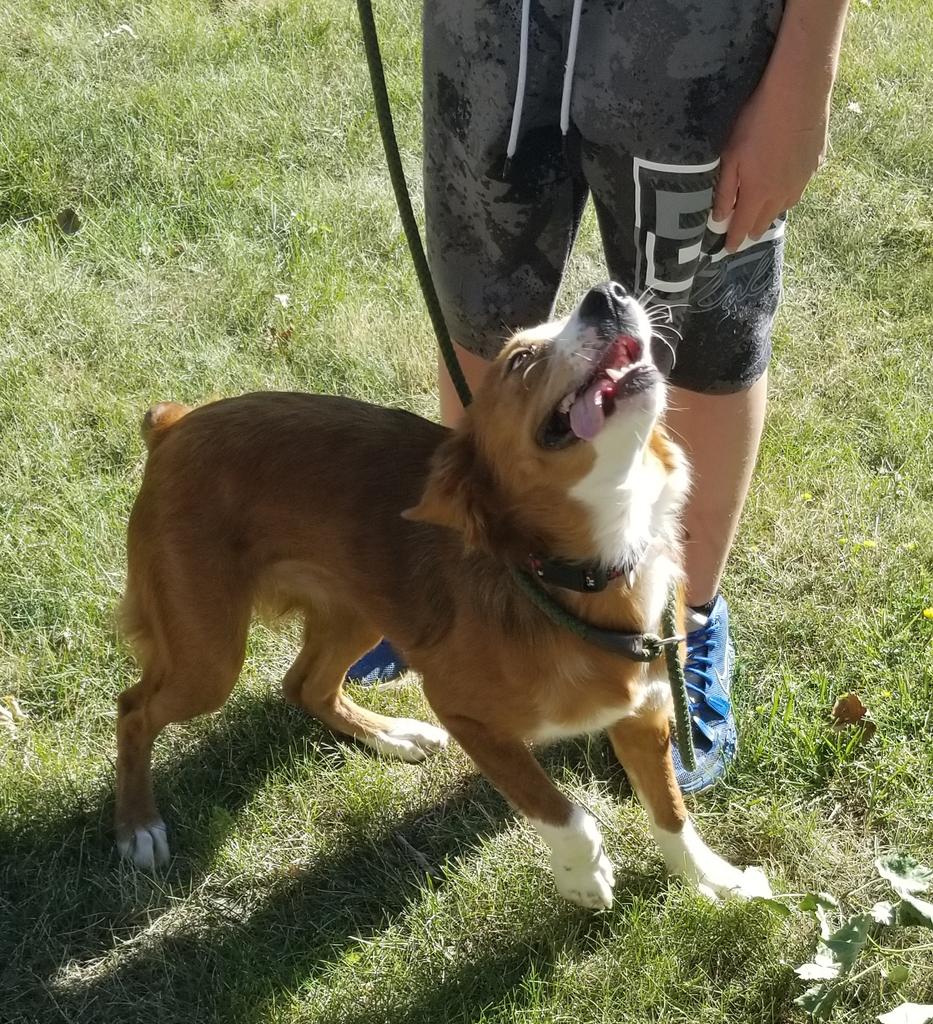 MarleyMud's tweet photo. 36 #RescueDogs on #RescueTransport this weekend from #Texas, #Louisiana, #Arkansas, and #Mississippi to #NewYork and #Maine! #adoptdontshop https://t.co/7B1YmmdRWa