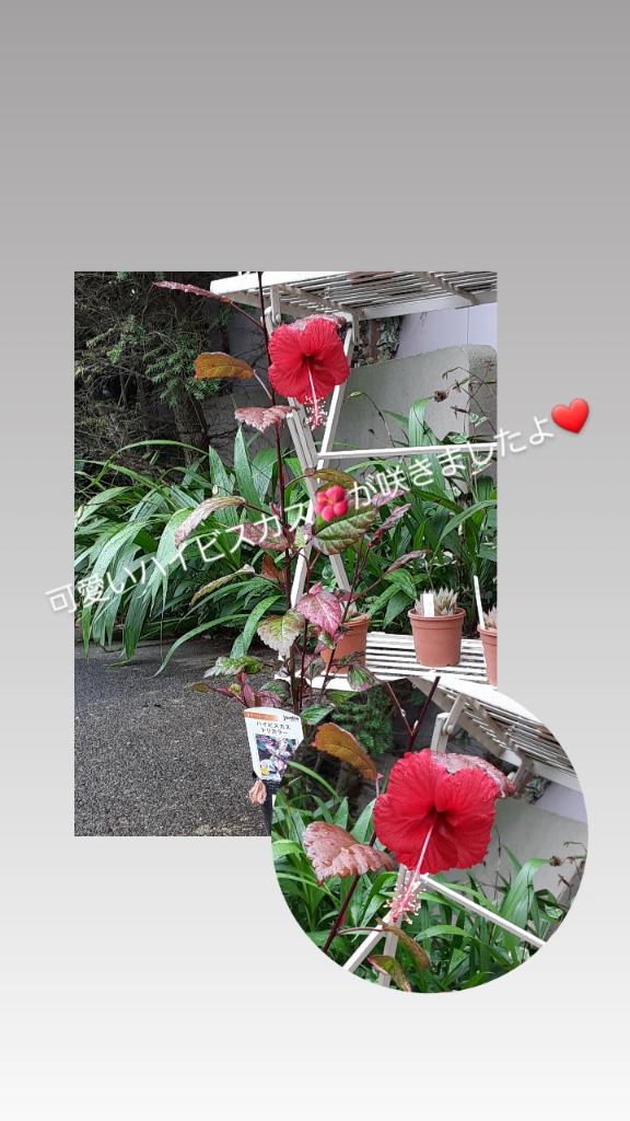 viewgarden2000's tweet photo. もう8月😳
光陰矢の如し
TimeFlies!
本日1日 木の日
庭木売り場の樹木20%off
鉢植えの樹木は今週50%off
お天気微妙ですが
ゆっくりお茶しにおいでください
ハイビスカストリカラー
可愛い🌺を付けました😍
#ビューガーデン #紫波ビューガーデン
#ViewGarden #viewgarden https://t.co/P8QZoaSL84