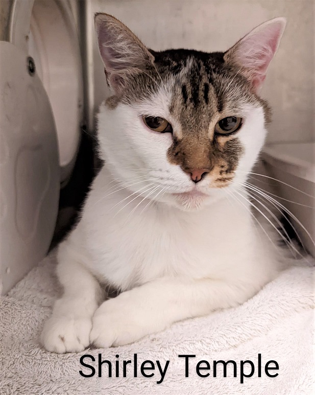 sachikoko's tweet photo. 🆘THE SHELTER IS FULL🙏🏽PLZ SHARE🆘
💖SWEET 4YO WHITE &amp; BROWN #TABBY KITTY "SHIRLEY TEMPLE"💖
📣NEEDS #ADOPTION OR #RESCUE
➡ID 638093 Cage 648 https://t.co/SNZSkmJGm4
🙏🏾#ADOPT #PLEDGE #SAVEALIFE #AdoptDontShop
#MARIETTA #GA @cobbkitties #CAT 
#CatsofTwitter #RescueMe #AdoptMe https://t.co/SPVIJvNq6j