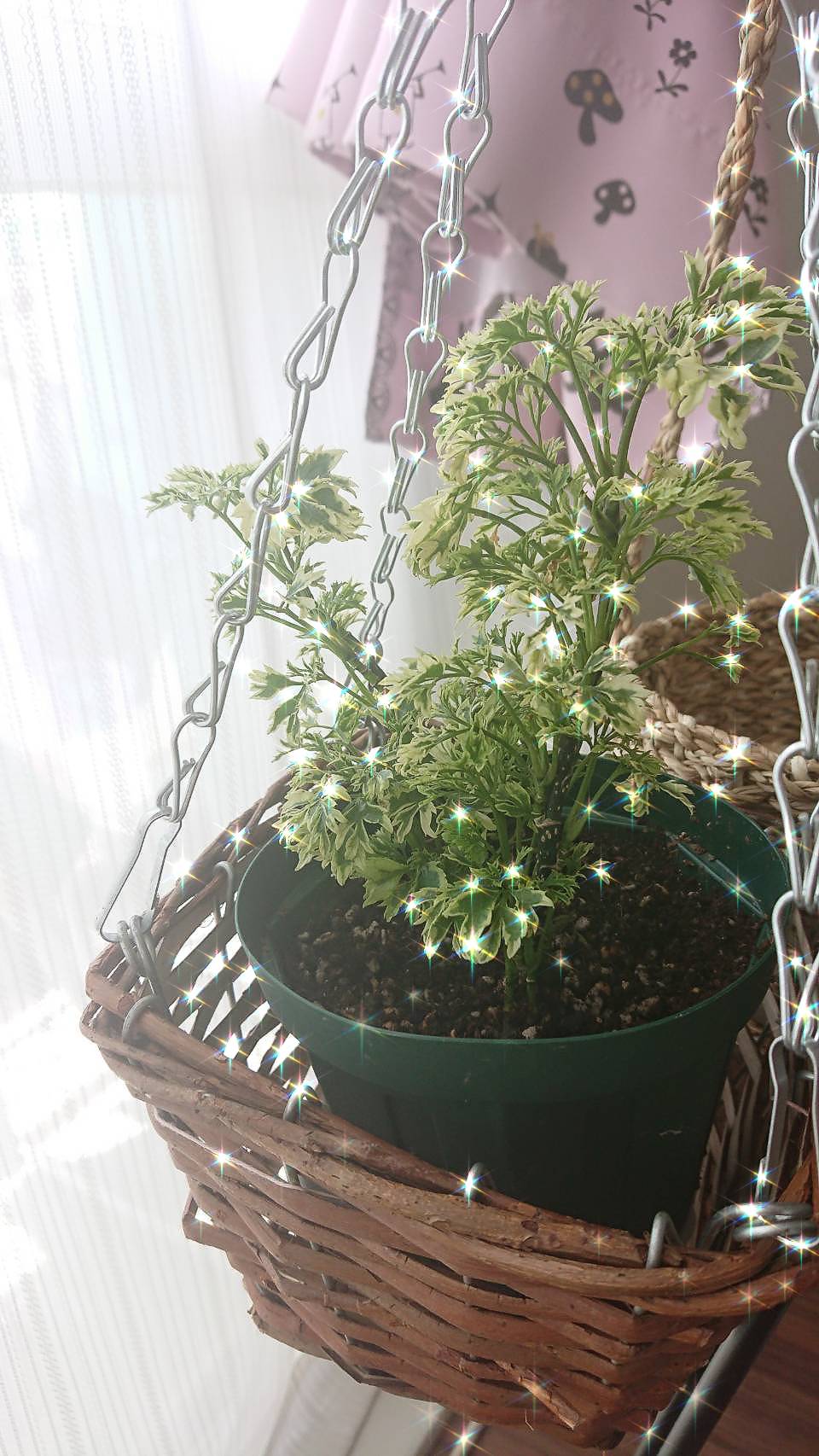 ひの ポリシャス スノープリンセス 花言葉 大切な思い出 T Co Fiaauwxqhi Twitter