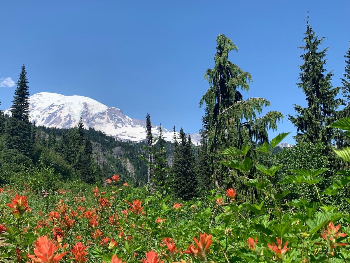 AnnaMLinde's tweet photo. A nice wrap up to July complete with wild flowers, mountains, and alpine lakes. 
Washington, you might be winning my heart…at least during the summer months… ☺️🐻
#PNW #MountRainier #NorthCascades #OlympicNP https://t.co/1CAEhmz2dM