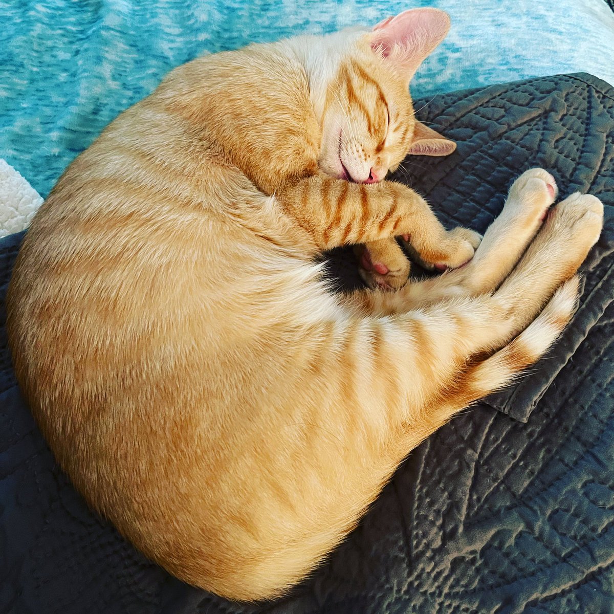 blueeyedcatgal's tweet image. This delicious croissant ❤️🥐
#CatsOfTwitter #Boogs