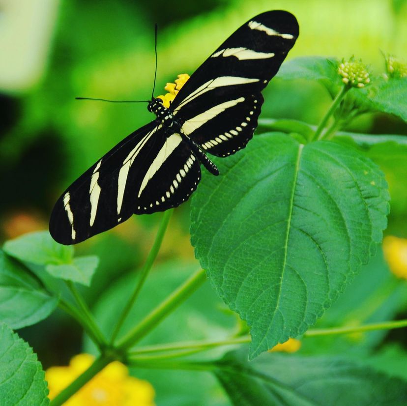 Praveen_nature's tweet photo. #ZebraButterfly 

అచ్చంగా జీబ్రాలా వీటికి నల్లటి,తెల్లటి చారలు ఉంటాయి.ఈ జాతి సీతాకోకచిలుకలకు మరొక ప్రత్యేకత కూడా ఉంది.అన్ని,సీతాకోకచిలుకలు పువ్వుల మకరందాన్ని గ్రోలితే,ఇది మాత్రం పుప్పొడిని ఆహారంగా తీసుకుంటుంది.

#Butterfly #Beautiful #Nature #NatureLover #NaturePhotography https://t.co/sXBrqwhq84