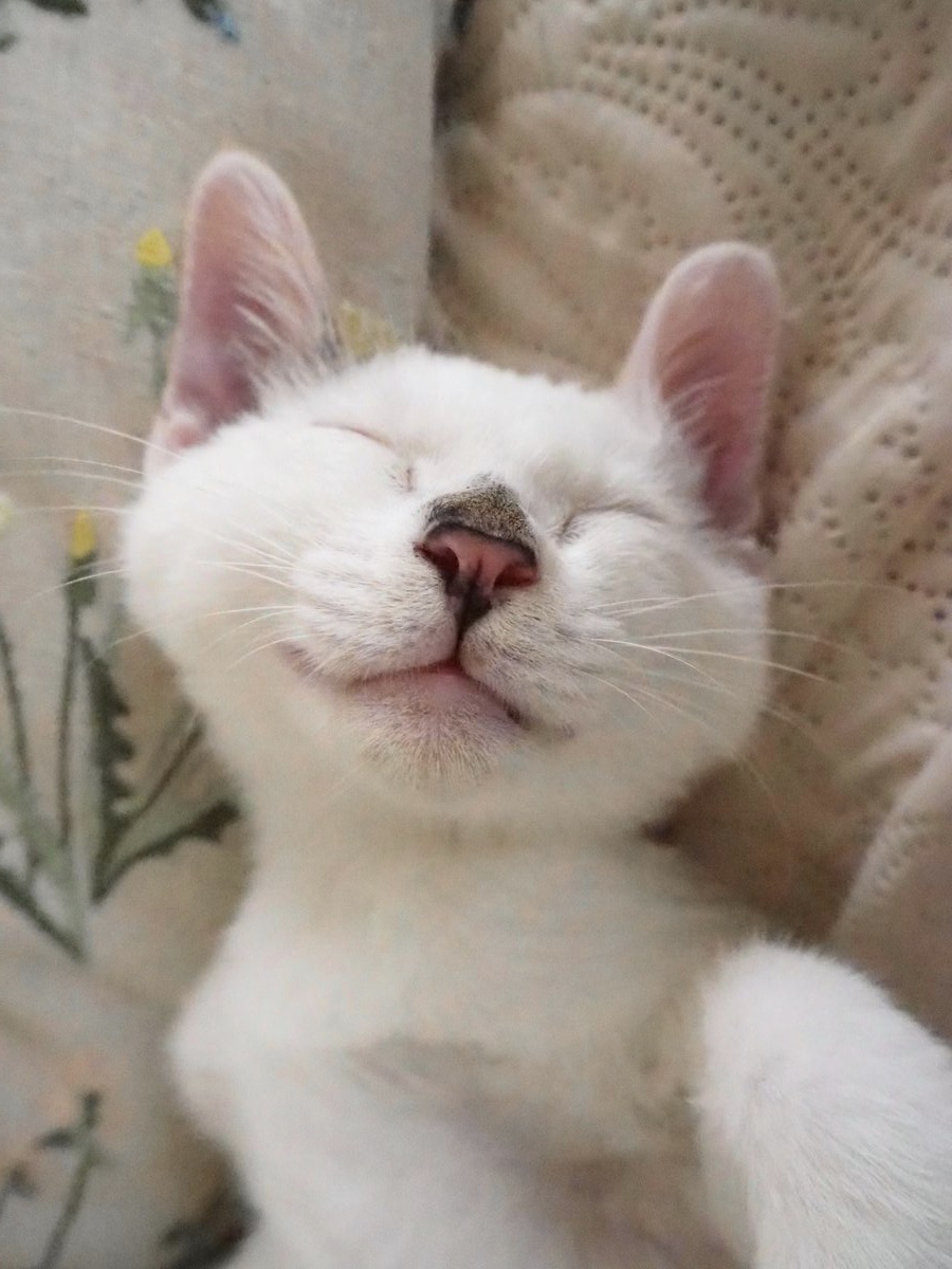 笑顔猫 Twitter Search Twitter