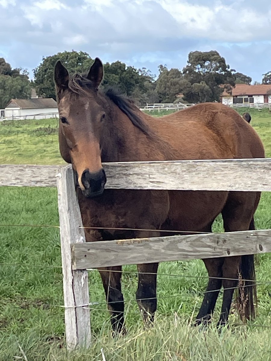 GaistJanet's tweet photo. Happy Horses Birthday retired Gorgeous Runson https://t.co/tDJaQZf6MZ
