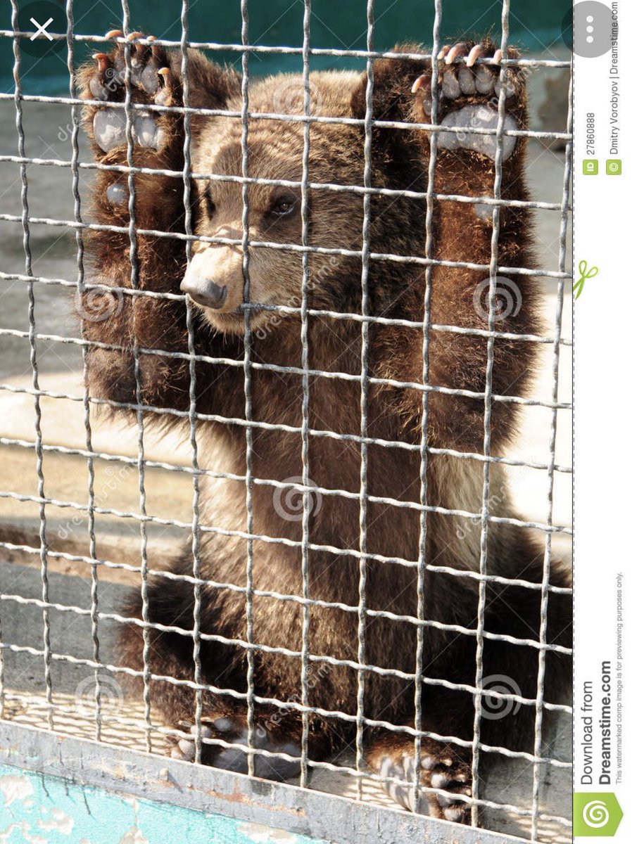 SolarBearsllbll's tweet photo. Défaite crève coeur des Savage Bears qui se sont avoué vaincu par une défense qui les a littéralement mis en cage. Première saison réussi pour la fusion Savages/Solar Bears, surtout sur le plan des relations amicales. #seeyounextyear https://t.co/rPeEqtnvcg