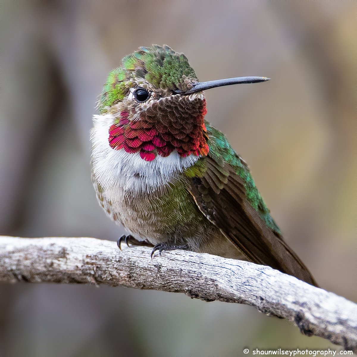 swilseyphoto's tweet photo. Broad-Tailed Hummingbird. Colorado 7/28/2022.
#colorado #coloradophotography #photography #wildlife #wildlifephotography #bird #birds #hummingbird #hummingbirds #broadtailedhummingbird #broadtailedhummingbirds https://t.co/DCbGLCt1nA