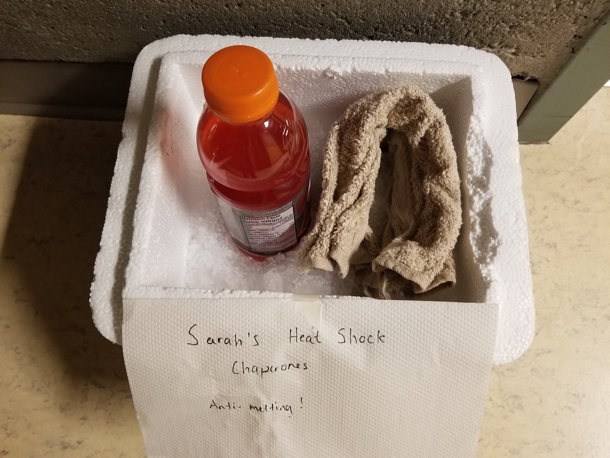 ExudetteRootly's tweet image. Tissue culture and other similarly roasty toasty experiments in a heat wave suck. This moment brought to you by electrolytes and a cold washcloth.